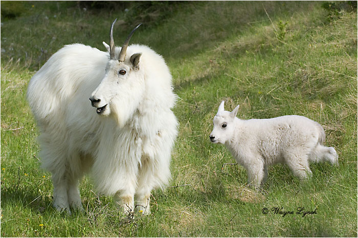 Mountain Goat Mother & Kid 103 by Dr. Wayne Lynch &copy;